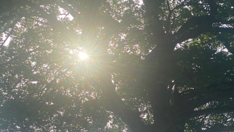 木の間から光が差す写真