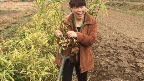 生姜掘りをする入江泰子の写真