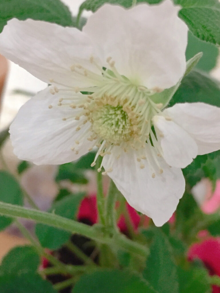 ラズベリーリーフの花の写真