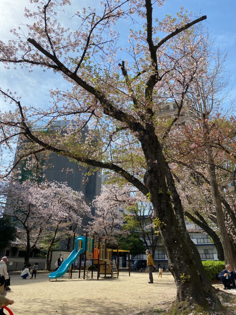 お迎えの公園の葉桜